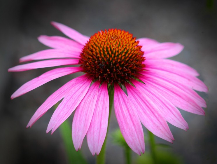 echinacea-2887013_1920