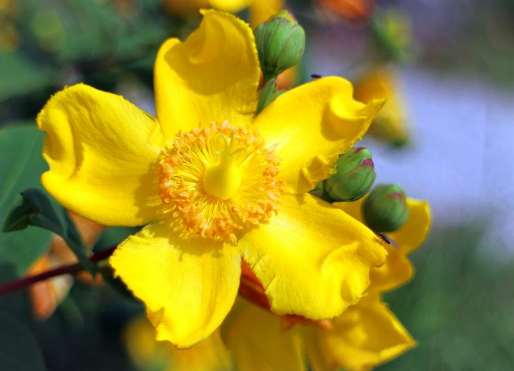 groblumiges-st-johns-wort-373839_1920
